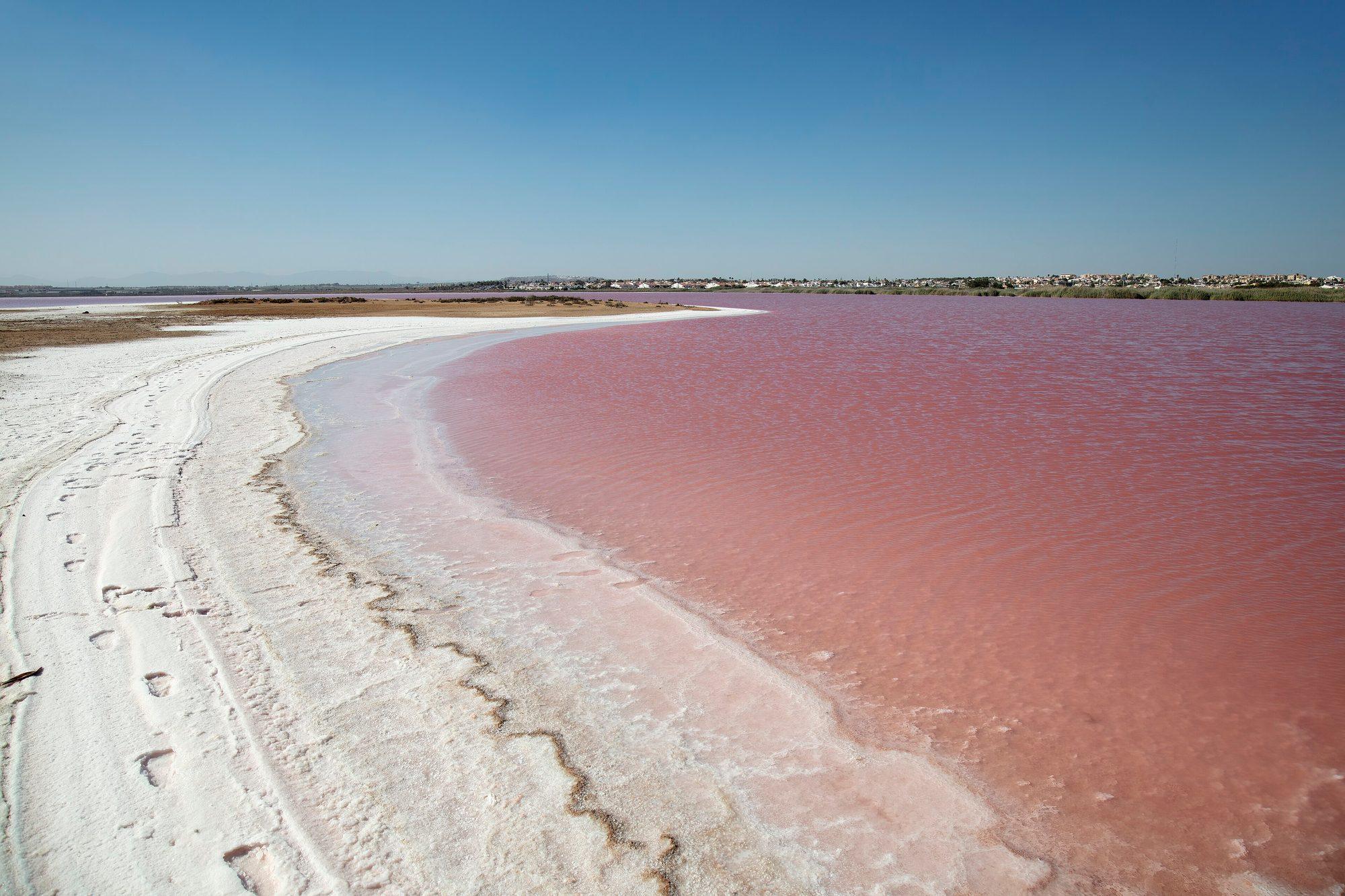 The pink salt lagoon of Torrevieja, the Laguna Salada, under a clear blue sky: rose-pink water rippling up to a curving shore crusted with brilliant white salt and marked with footprints, a sandy spit across the lagoon and a low line of white houses on the far shore